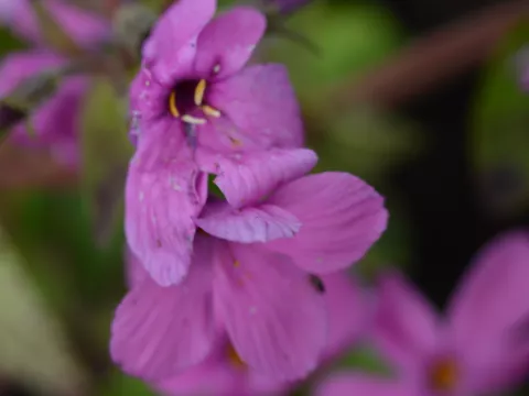 Phlox stol. 'Home Fires'