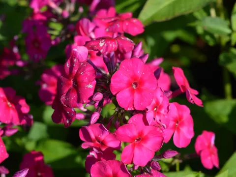 Phlox (P) 'Kirchenfürst'