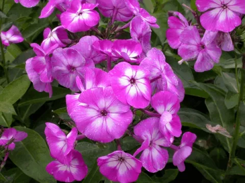 Phlox (P) 'Laura'
