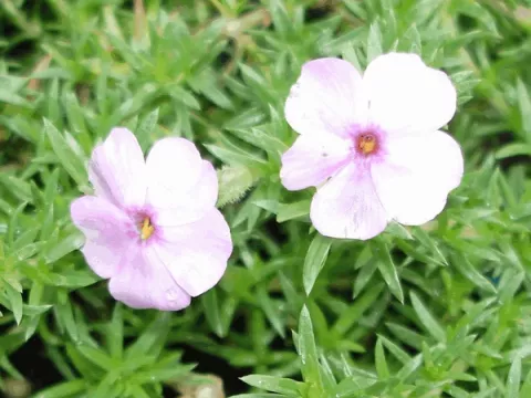 Phlox (D) 'Lilac Cloud'