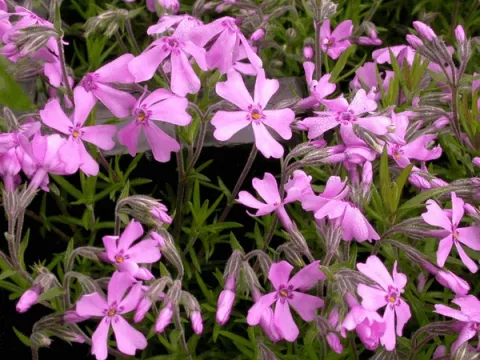 Phlox (S) 'Moerheimii'