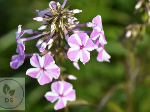 Phlox (M) 'Natascha'