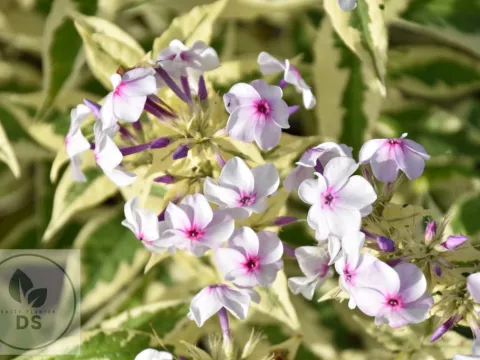 Phlox (P) 'Nora Leigh'