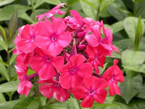 Phlox (P) 'Orange Perfection'
