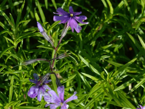 Phlox (S) 'Purple Beauty'