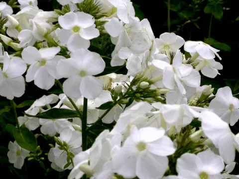 Phlox (P) 'Rembrandt'