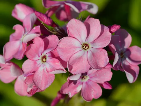 Phlox (P) 'Rijnstroom'