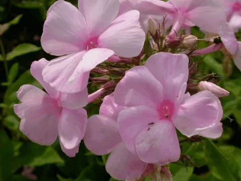 Phlox (P) 'Rosa Pastel'