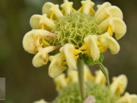 Phlomis russeliana