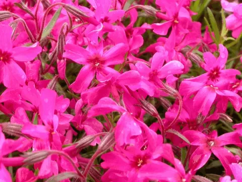 Phlox (S) 'Scarlet Flame'