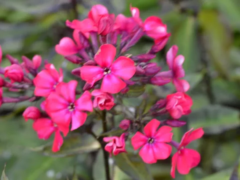 Phlox (P) 'Starfire'