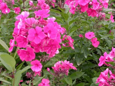 Phlox (P) 'Tenor'