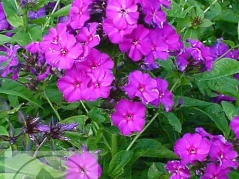 Phlox (P) 'The King'