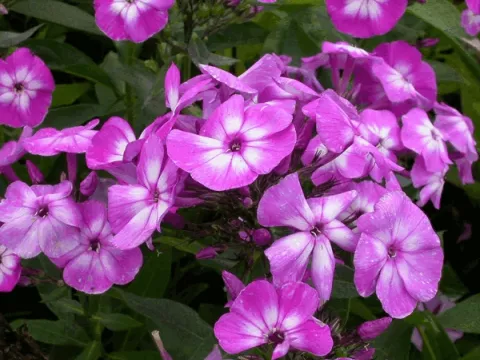 Phlox (P) 'Uspech'