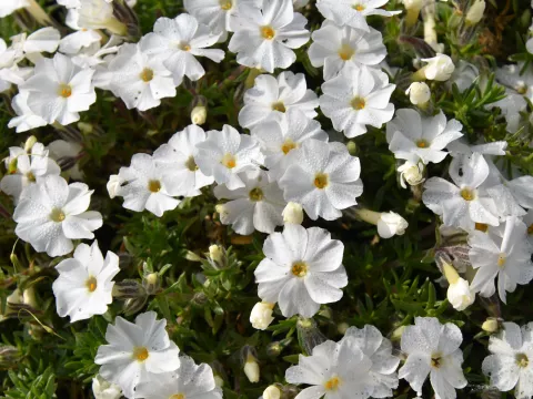 Phlox (D) 'White Admiral'