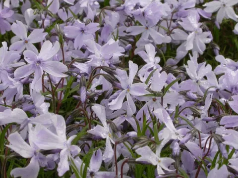 Phlox (S) 'G.F. Wilson'