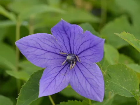 Platycodon grand. 'Mariesii'