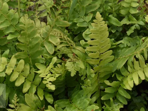 Polystichum acrostichoides