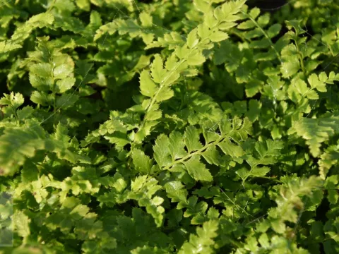Polystichum aculeatum