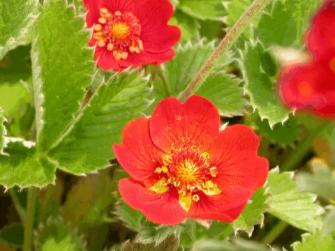 Potentilla atrosanguinea