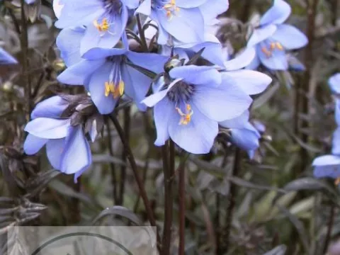 Polemonium yezoense 'Bressingham Purple' ('Polbres