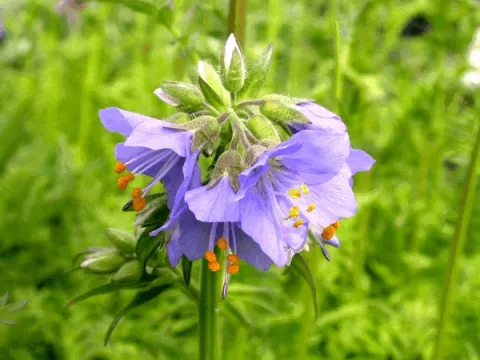 Polemonium caeruleum