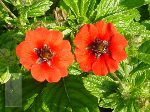 Potentilla 'Gibson's Scarlet'
