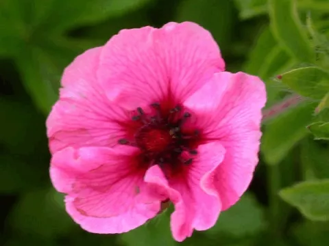 Potentilla nep. 'Miss Willmott'