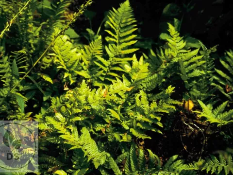 Polystichum rigens