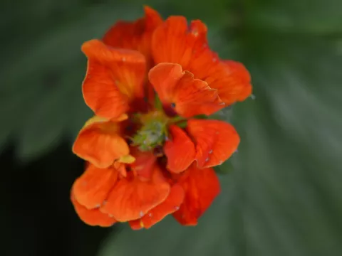 Potentilla 'William Rolisson'