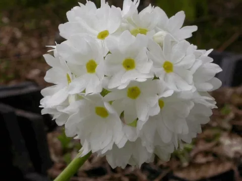 Primula dent. 'Alba'