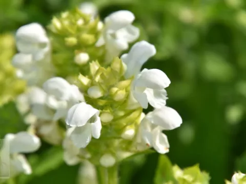 Prunella grand. 'Alba'