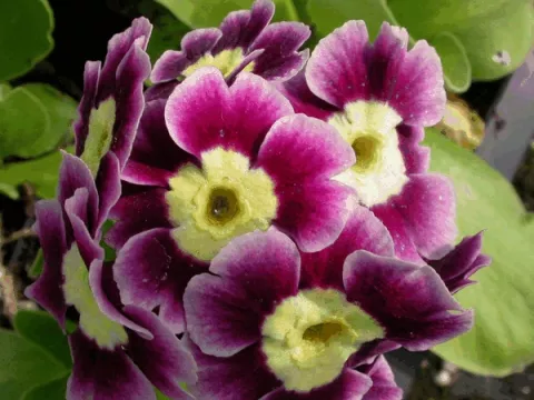 Primula auricula (pubescens)