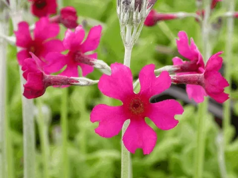 Primula bulleesiana