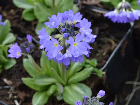 Primula denticulata