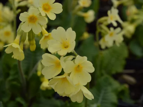 Primula elatior - wildvorm