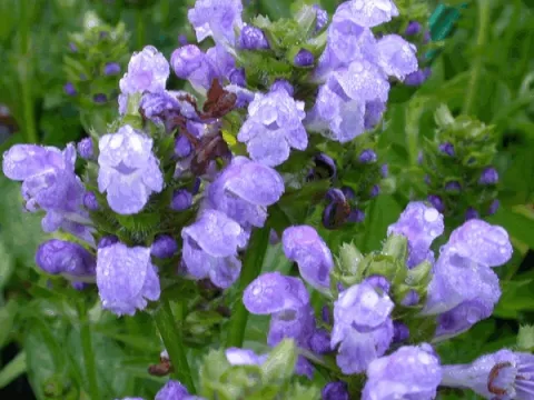 Prunella grandiflora