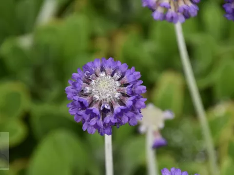 Primula capitata 'Noverna Deep Blue'