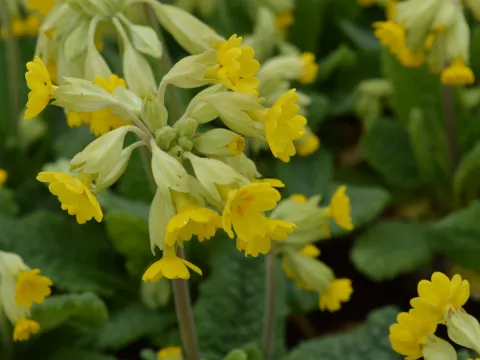 Primula veris