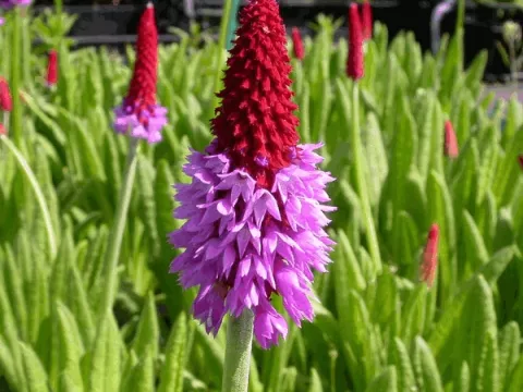 Primula vialii