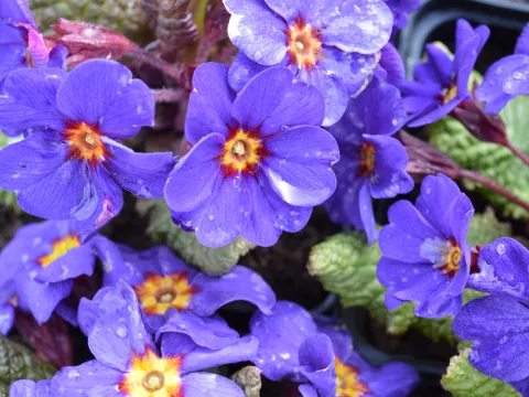 Primula (J) 'Wanda'