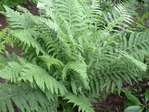 Pteridium aquilinum