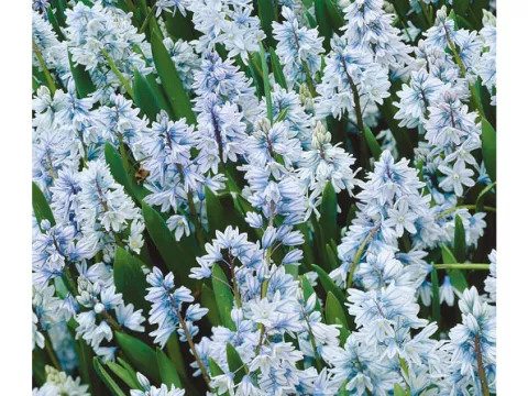 Puschkinia libanotica