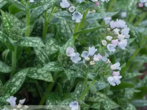 Pulmonaria 'Opal'
