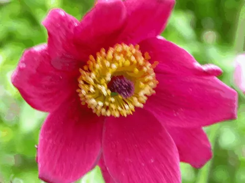 Pulsatilla vulg. 'Röte Klocke'