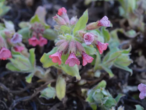 Pulmonaria rubra