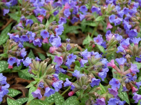 Pulmonaria 'Trevi Fountain'
