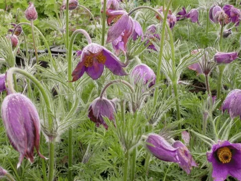 Pulsatilla vulgaris