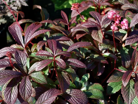 Rodgersia hybr. 'Bronze Peacock'