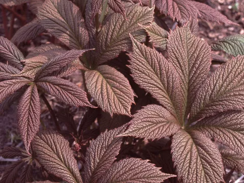 Rodgersia pinnata 'Chocolate Wings'